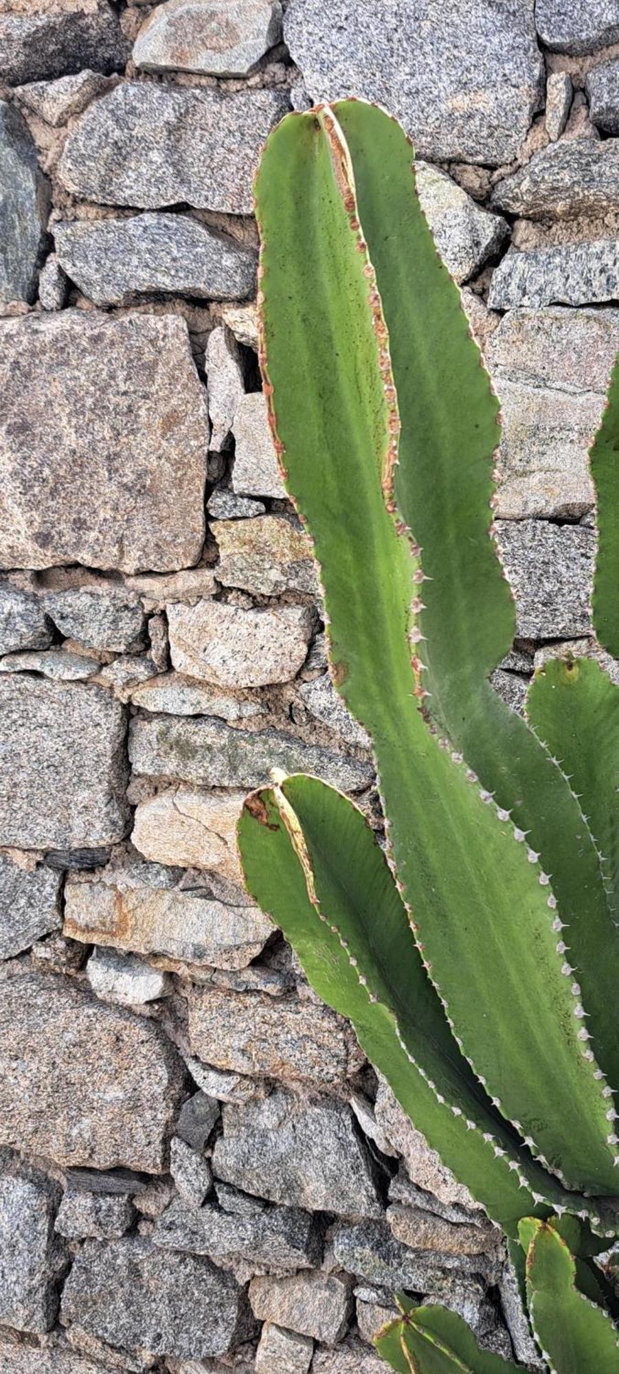 Anixi - Primavera Mykonos Ornos  Dış mekan fotoğraf